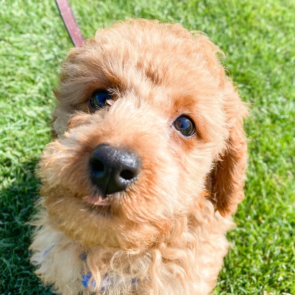 Meet the cute poodles! - Picture 2 of 8